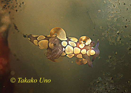 Nudibranch, Takako Trapania 04, new species