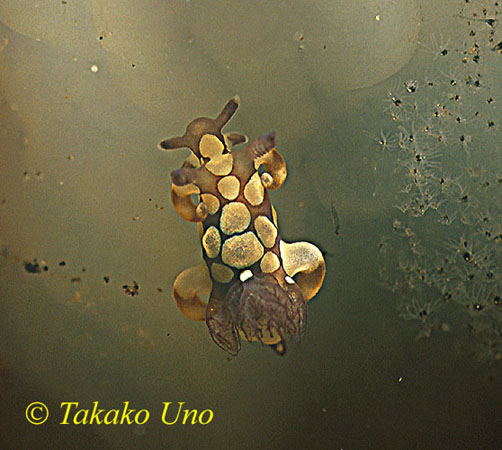 Nudibranch, Takako Trapania 03, new species