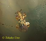 Nudibranch, Takako Trapania 03, new species