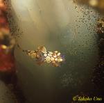 Nudibranch, Takako Trapania 01, new species