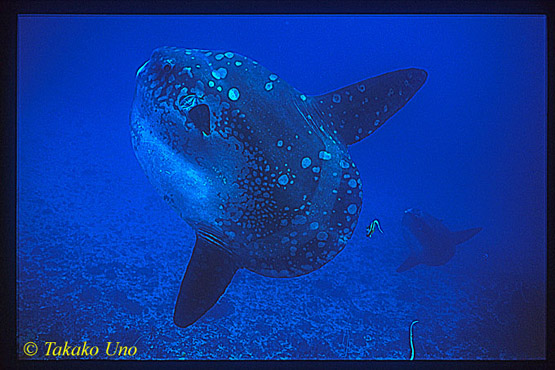 Mola Mola 03