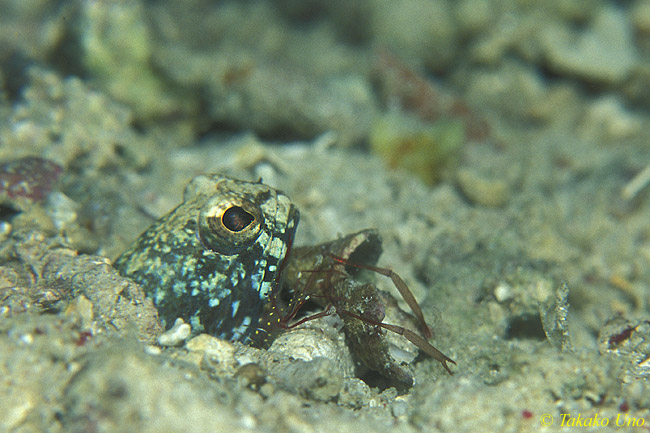 Jawfish blue 03 & Commensal Burrow Shrimp (Palaemonella lata)