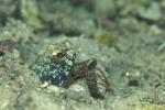 Jawfish blue 03 & Commensal Burrow Shrimp (Palaemonella lata)