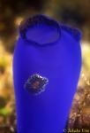 Pseudoceros? flatworm on blue tunicate (ascidian) 01