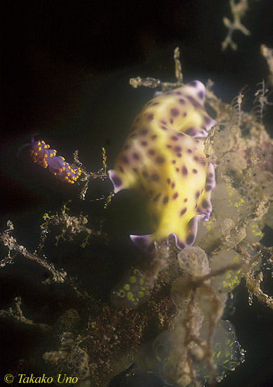 Pseudobiceros flatworm & nudi 01