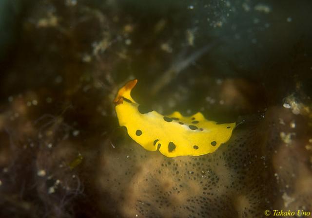 flatworm yellow 01 Pseudoceros dimidiatus