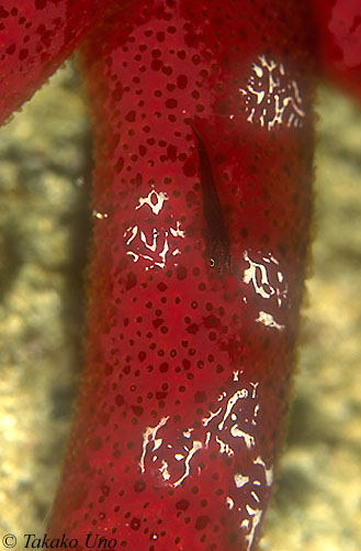 Goby & Ctenophores (Coeloplana astericola) on Starfish (Echinaster luzonicus) 01