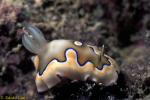 Co's Chromodoris 01 C.coi