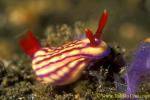 Hypselodoris maridadilus 01X 25mm