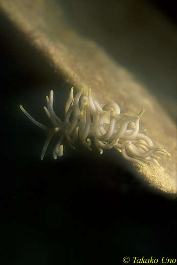 nudi phyllodesmium briareum ikj 01