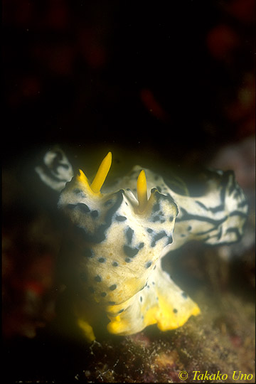 nudi Serena's Notodoris 01