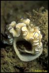 Black-Margined Glossodoris Nudi 01, G.atromarginata laying egg mass