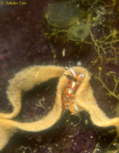 nudis eating another nudi's egg 01