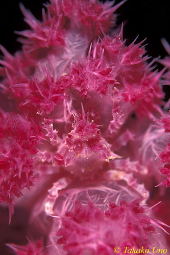 Soft Coral Crab 01a