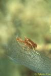 Soft Coral Squat Lobster 01