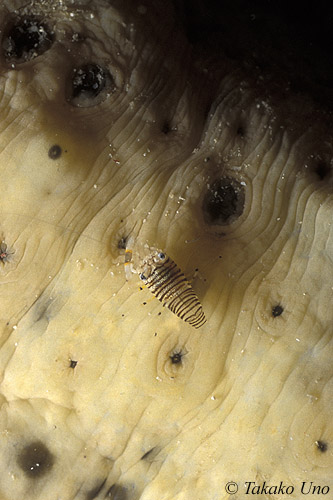 Bumble Bee Shrimp juvenile 01 on sea cucumber