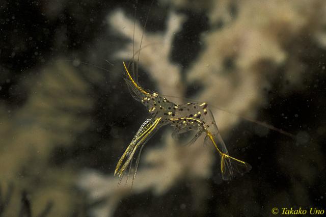 Cleaner Shrimp 01