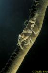 Commensal Shrimp 02 P.zanzibar on wire coral