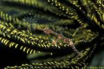 Harlequin Ghostpipefish 02 amidst crinoid