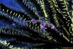 Harlequin Ghostpipefish 01 amidst crinoid