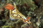 Hypselodoris nigrostriata 01 45mm Bm