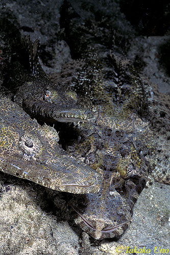 Crocodilefish trio 01 mating ritual