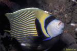 Emperor Angelfish 01