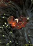 Spike-cheek Anemonefish 01