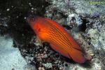 Firetail Dottyback 01 Labracinus cyclophthalmus