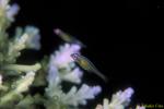 Pinkeye Goby 01