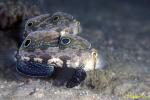 Crab-eyed Gobies 01