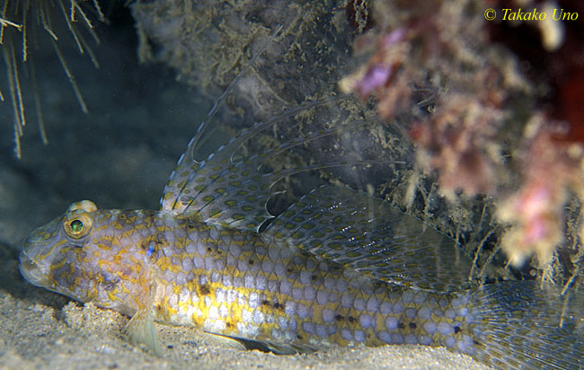 Sleeper goby 01 Exyrias bellissimus