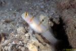 Randall's Shrimpgoby 01