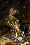 Hypselodoris kanga 60tc 0124 bl