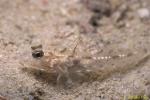 Twospot Goby 01 Coryphopterus duospilus