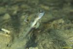 Yoshi Shrimpgoby sp 01 01