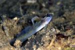 Yoshi Shrimpgoby sp 01 02a