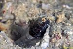 Rayed Shrimp Goby 01