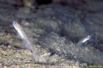 Satomi's Shrimp Goby 03 02 Vanderhorstia sp