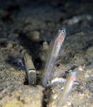 Satomi's Shrimp Goby 03 01  Vanderhorstia sp