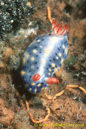 Hypselodoris infucata 01 10mm