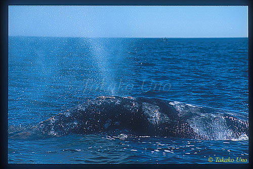 Gray Whale 01 blows