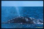 Gray Whale 01 blows