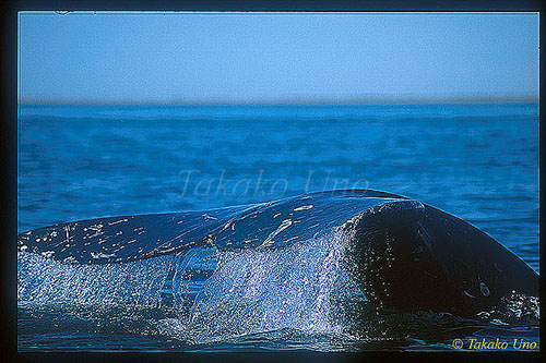 Gray Whale 11 fluking