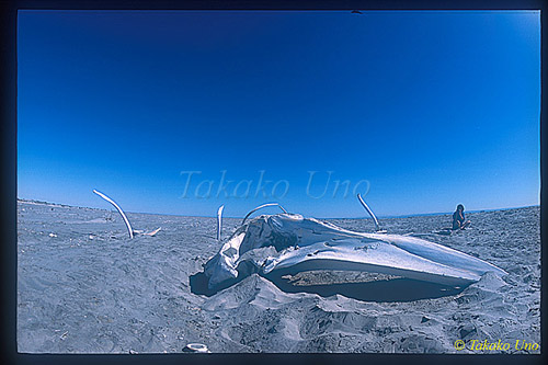 Gray Whale 15 skeleton aspects