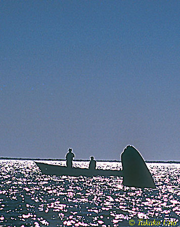 Gray Whale 09 spyhop next to whale watching boat