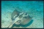 Banded Stingaree, Trygonoptera sp 01