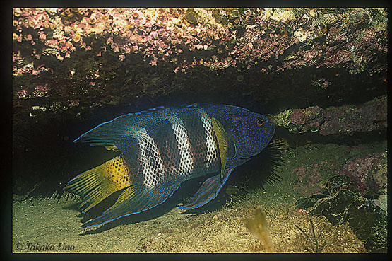 Eastern Blue Devil 01 adult