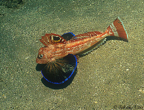 Eastern Spiny Gurnard 01