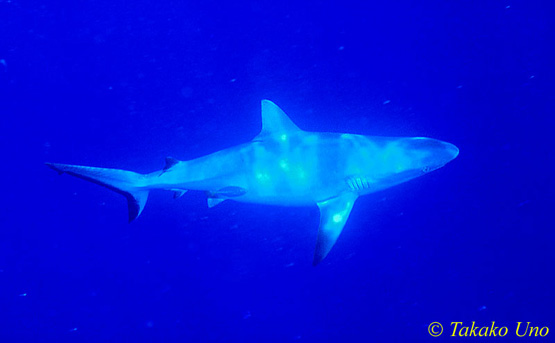 Gray Reef Shark 01x